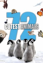Cover 72 Cutest Animals, Poster, Stream
