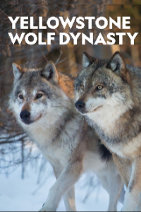 Die Wölfe des Yellowstone Cover, Die Wölfe des Yellowstone Poster