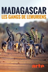 Madagaskar - Bandenkrieg der Lemuren Cover, Madagaskar - Bandenkrieg der Lemuren Poster