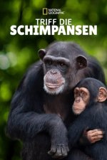 Cover Triff die Schimpansen, Poster, Stream