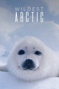 Cover Wilde Arktis, Poster, HD