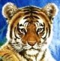 Tiger3103 Avatar, Tiger3103 Profilbild